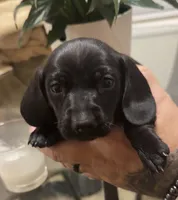 Solid black shorthaired boy, a male Miniature Dachshund for sale in Roundhill, KY – 1 of 3
