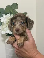 Akc choc/cream dapple, a female Miniature Dachshund for sale in Roundhill, KY – 5 of 6