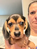 CKC black and tan female, a female Miniature Dachshund for sale in Roundhill, KY – 4 of 6