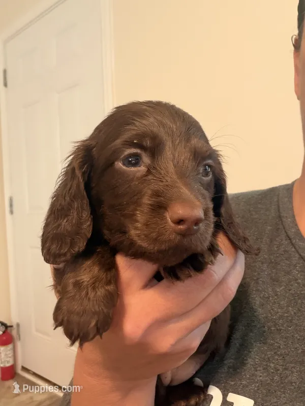 Solid chocolate longhaired female – Miniature Dachshund puppy for sale in Roundhill, KY