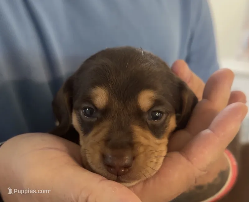 Nellie shorthaired chocolate/tan male – Miniature Dachshund puppy for sale in Roundhill, KY