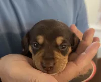 Nellie shorthaired chocolate/tan male, a male Miniature Dachshund for sale in Roundhill, KY – 1 of 5