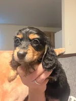 Black and tan male, a male Miniature Dachshund for sale in Roundhill, KY – 2 of 4