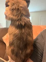 CKC longhaired dapple male, a male Miniature Dachshund for sale in Roundhill, KY – 4 of 4