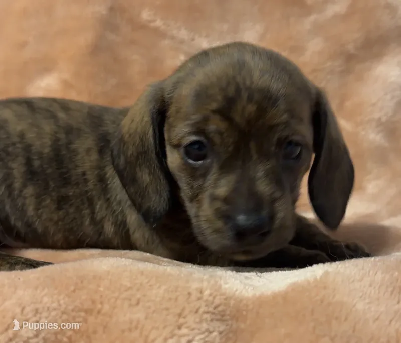 CKC Brindle female – Miniature Dachshund puppy for sale in Roundhill, KY