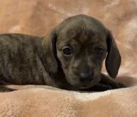 CKC Brindle female, a female Miniature Dachshund for sale in Roundhill, KY – 1 of 4