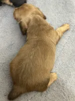 Nellie longhaired red male, a male Miniature Dachshund for sale in Roundhill, KY – 2 of 3