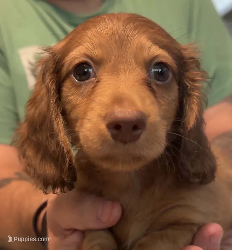 Nellie longhaired red male – Miniature Dachshund puppy for sale in Roundhill, KY