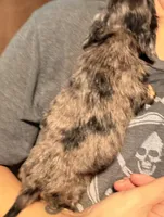Bl dapple female akc, a female Miniature Dachshund for sale in Roundhill, KY – 4 of 4