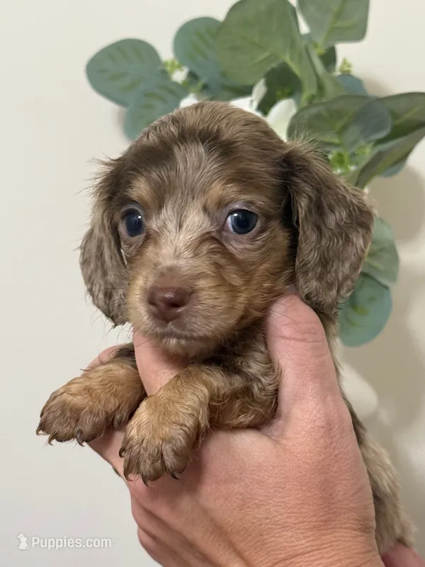 Akc choc/cream dapple – Miniature Dachshund puppy for sale in Roundhill, KY
