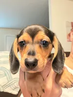 CKC black and tan female, a female Miniature Dachshund for sale in Roundhill, KY – 3 of 6