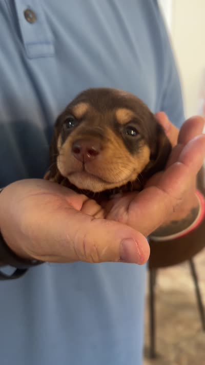 Nellie shorthaired chocolate/tan male, a male Miniature Dachshund for sale in Roundhill, KY – 5 of 5