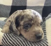 Fizzy shorthaired black dapple female, a female Miniature Dachshund for sale in Roundhill, KY – 5 of 5