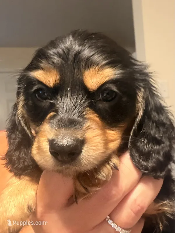 Black and tan male – Miniature Dachshund puppy for sale in Roundhill, KY
