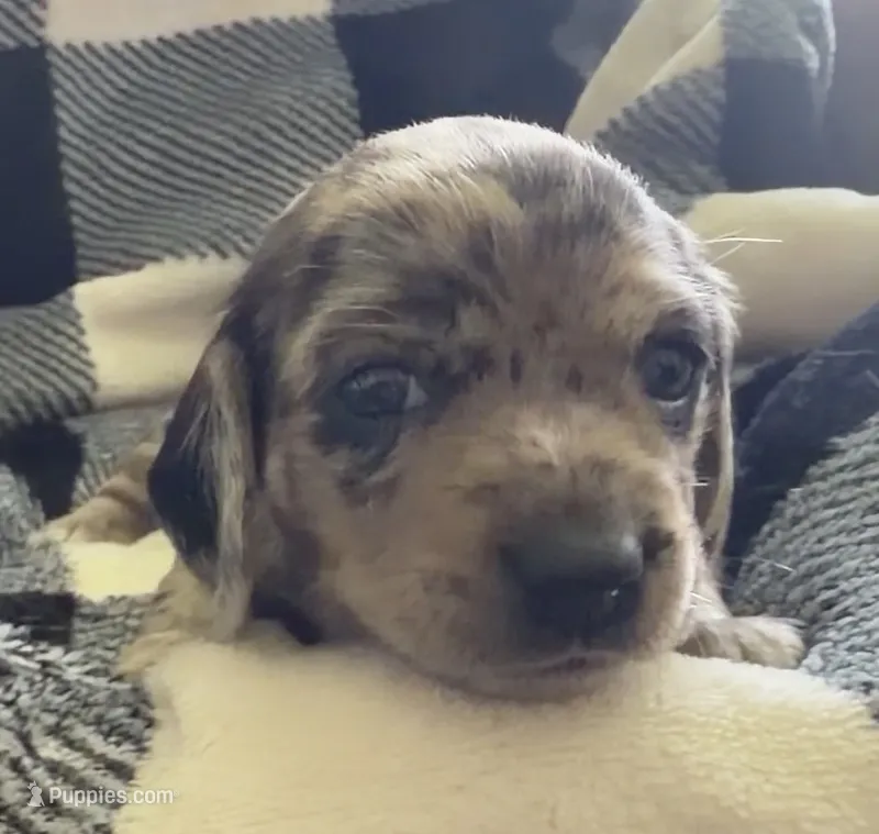 Fizzy shorthaired black dapple female – Miniature Dachshund puppy for sale in Roundhill, KY