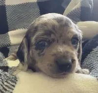 Fizzy shorthaired black dapple female, a female Miniature Dachshund for sale in Roundhill, KY – 1 of 5