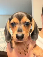 CKC black and tan female, a female Miniature Dachshund for sale in Roundhill, KY – 2 of 6