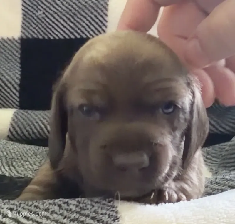 Fizzy shorthaired solid chocolate male – Miniature Dachshund puppy for sale in Roundhill, KY