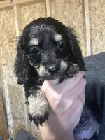 Akc black and cream male, a male Miniature Dachshund for sale in Roundhill, KY – Photo 2 of 3