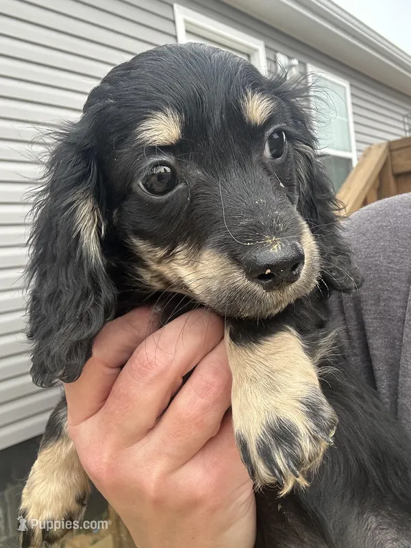 Akc black and cream male, a male Miniature Dachshund for sale in Roundhill, KY – Photo 1 of 3