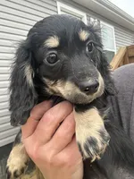 Akc black and cream male, a male Miniature Dachshund for sale in Roundhill, KY – Photo 1 of 3