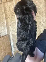 Akc black and cream male, a male Miniature Dachshund for sale in Roundhill, KY – Photo 3 of 3