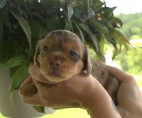 Fizzy longhaired chocolate dapple girl, a female Miniature Dachshund for sale in Roundhill, KY – 1 of 5
