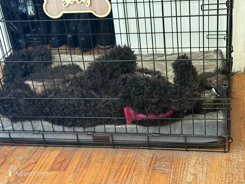 Zoey – Sheepadoodle puppy for sale in Sumter, SC