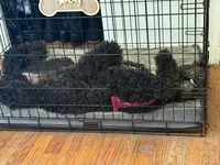 Zoey, a female Sheepadoodle for sale in Sumter, SC – Photo 1 of 4