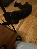 Zoey, a female Sheepadoodle for sale in Sumter, SC – Photo 4 of 4