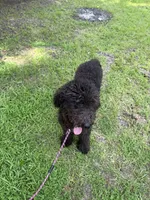 Zoey, a female Sheepadoodle for sale in Sumter, SC – Photo 3 of 4