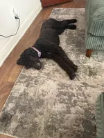 Zoey, a female Sheepadoodle for sale in Sumter, SC – Photo 2 of 4