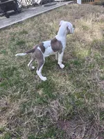 Blue and smoke, a male American Pit Bull Terrier for sale in Lithonia, GA – 2 of 2