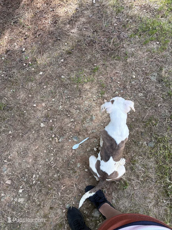 Blue and smoke – American Pit Bull Terrier puppy for sale in Lithonia, GA