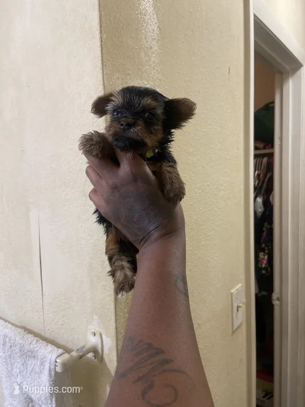 True – Yorkshire Terrier puppy for sale in Atlanta, GA