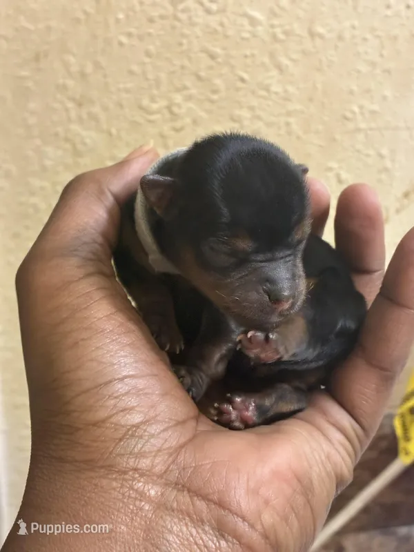 Bentley  – Yorkshire Terrier puppy for sale in Atlanta, GA