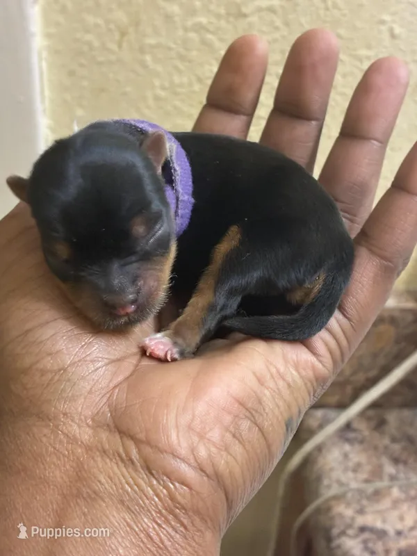 Purple  – Yorkshire Terrier puppy for sale in Atlanta, GA