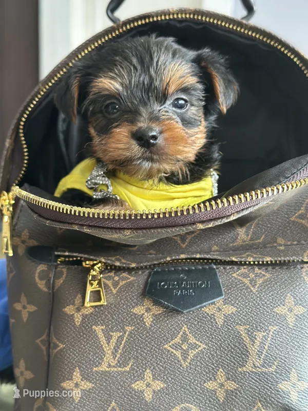 Blue collar  – Yorkshire Terrier puppy for sale in Atlanta, GA