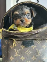 Blue collar , a male Yorkshire Terrier for sale in Atlanta, GA – 1 of 1