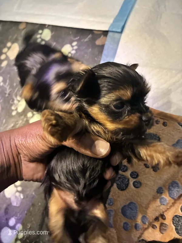 Bentley  – Yorkshire Terrier puppy for sale in Atlanta, GA