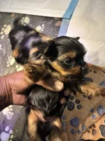 Bentley , a male Yorkshire Terrier for sale in Atlanta, GA – 1 of 1