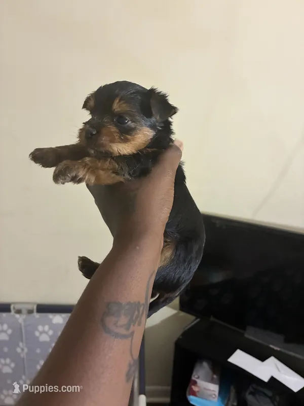 Toby – Yorkshire Terrier puppy for sale in Atlanta, GA