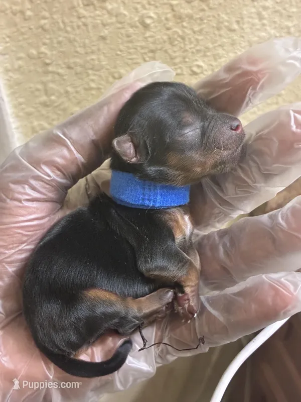 Blue collar  – Yorkshire Terrier puppy for sale in Atlanta, GA