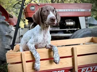 German shorthaired Pointer, a female German Shorthaired Pointer for sale in Cleveland, GA – 2 of 2