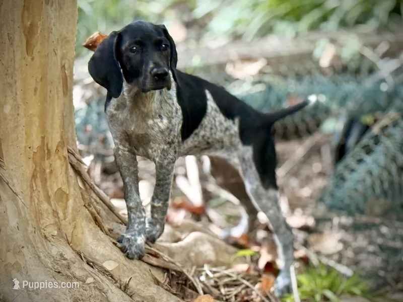 German shorthaired pointer – German Shorthaired Pointer puppy for sale in Cleveland, GA