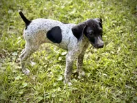 German shorthaired pointer , a male German Shorthaired Pointer for sale in Cleveland, GA – 2 of 2