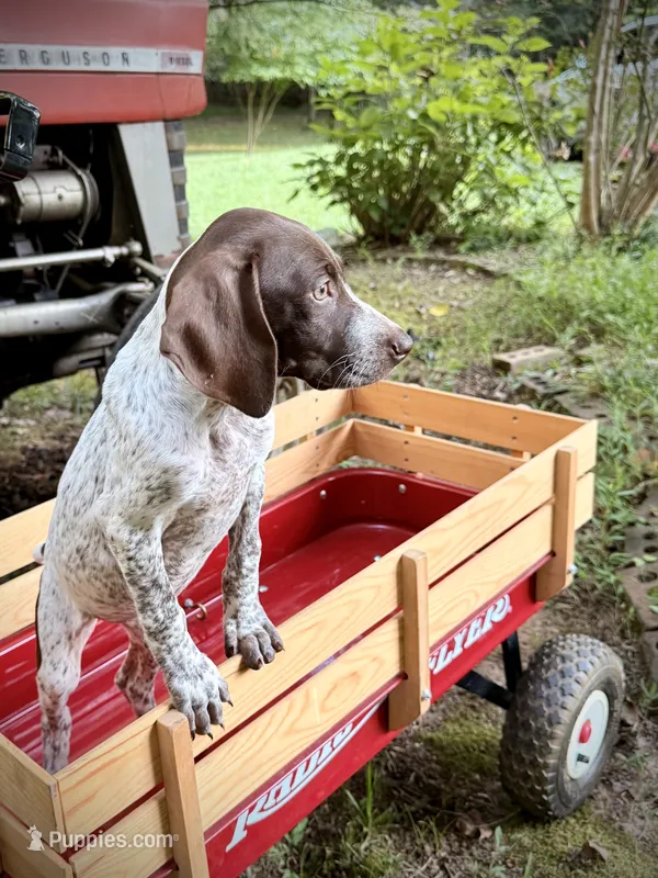 German shorthaired Pointer – German Shorthaired Pointer puppy for sale in Cleveland, GA