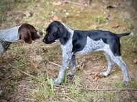German shorthaired pointer, a female German Shorthaired Pointer for sale in Cleveland, GA – 4 of 4