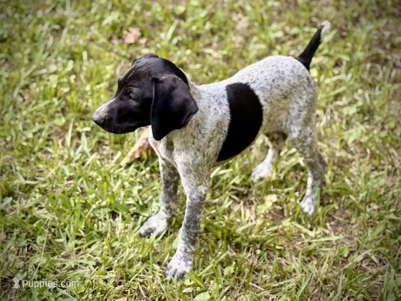 German shorthaired pointer  – German Shorthaired Pointer puppy for sale in Cleveland, GA
