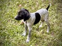 German shorthaired pointer , a male German Shorthaired Pointer for sale in Cleveland, GA – 1 of 2